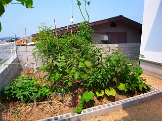 菜園